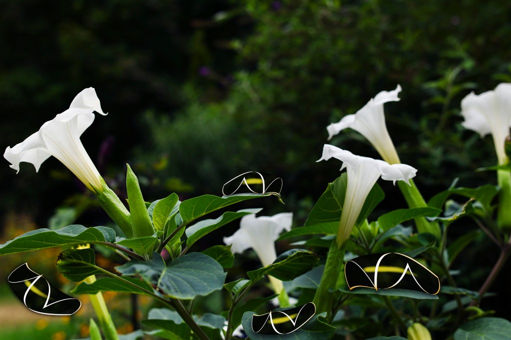 Datura Flowers coexist with cacoonlike Bots. This image links to the About Dark Garden page.