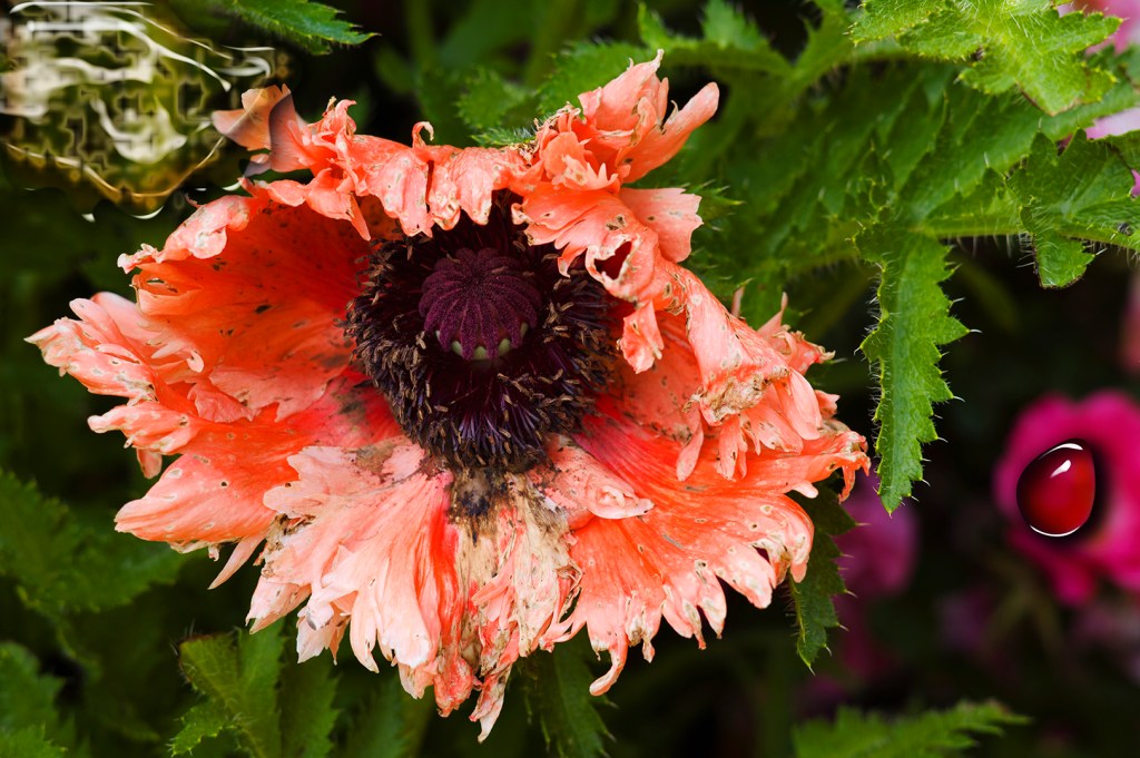 A Large Poppy Garden Bot Image that links to The Garden Bots Page.
